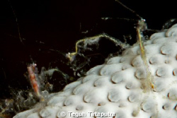 Skeleton shrimp, so fine, like a hair...Canon Eos 400D, 1... by Teguh Tirtaputra 